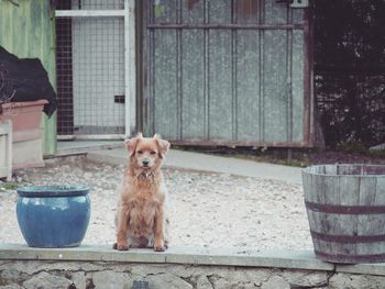 Close-up of dog