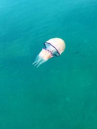 Giant jellyfish swimming in sea