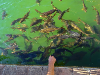 Close-up of fish swimming in sea