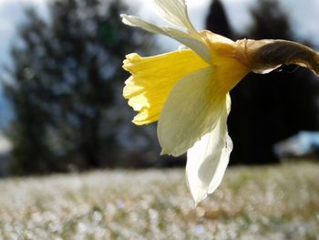 Close-up of yellow flower blooming outdoors