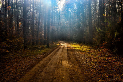 Dirt road amidst trees in forest