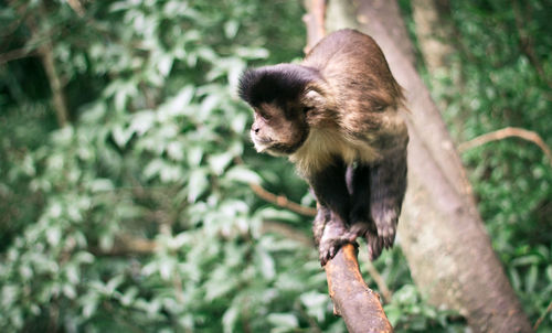 Close-up of monkey sitting on tree