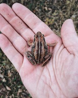 Cropped image of hand holding frog at field