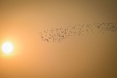 Flock of birds flying in sky