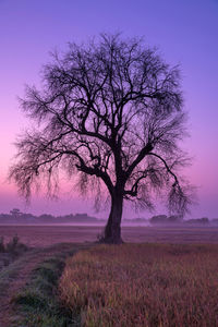 Silhouette bare tree on field against sky during sunset