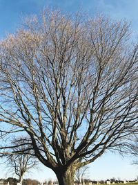 Low angle view of bare tree against clear sky