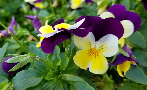 Close-up of purple flowering plant