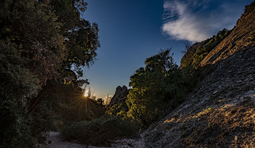 Low angle view of trees against sky