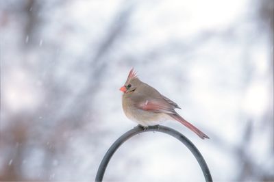 Close-up of bird perching on branch