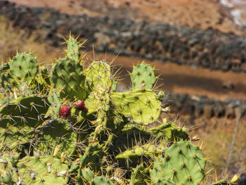 Close-up of cactus growing on field