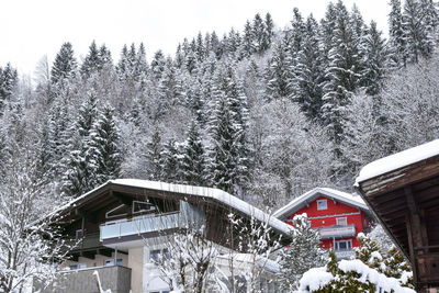 Frozen trees against sky during winter