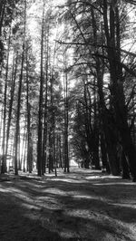 Trees in forest