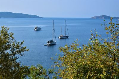 Sailboats sailing in sea against clear sky