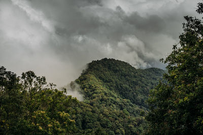 Low angle view of trees in forest against sky