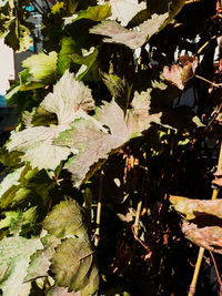 Close-up of leaves on plant