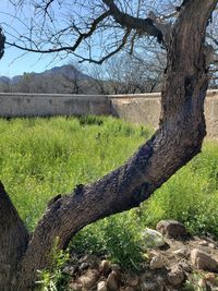 Tree trunk on field against sky