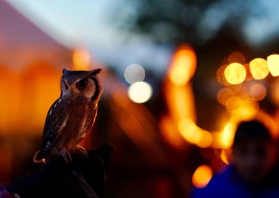 Close-up of owl perching on illuminated light
