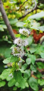 Close-up of white flowering plant
