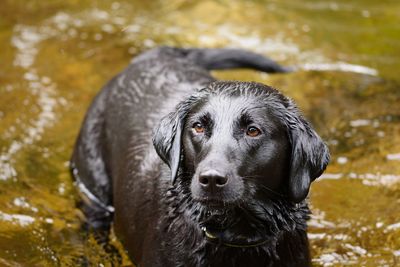 Close-up of dog