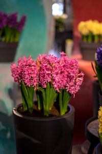 Close-up of pink flower pot