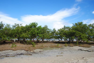 Trees on field against sky