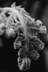 Close-up of flowering plant against black background