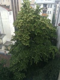 Building with trees in background