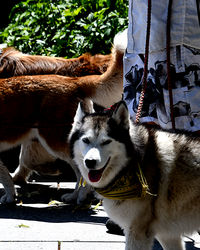 High angle view of a dog