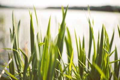 Close-up of fresh green grass in field