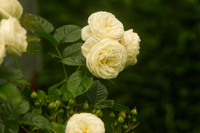 Close-up of white rose flower