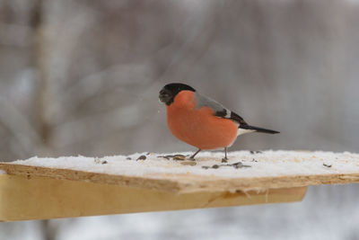 Close-up of bird perching on snow