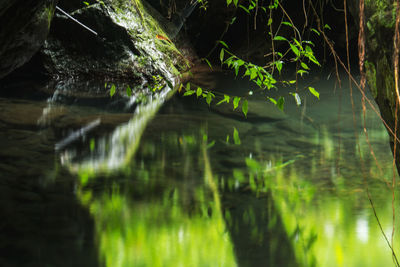 Reflection of trees in water