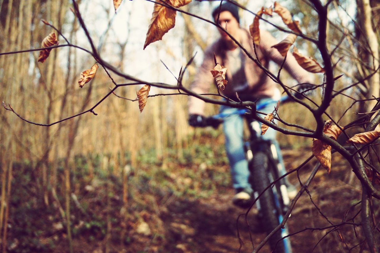 branch, focus on foreground, tree, twig, growth, nature, close-up, bare tree, tranquility, beauty in nature, leaf, selective focus, day, outdoors, no people, plant, autumn, stem, low angle view, tree trunk