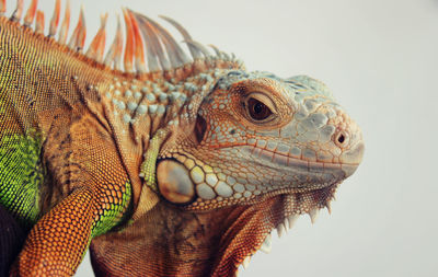 Close-up of iguana