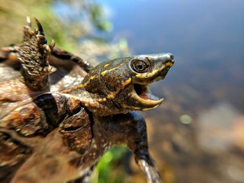 Close-up of lizard on water