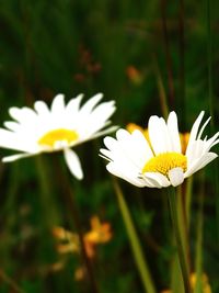 Close-up of white daisy blooming outdoors