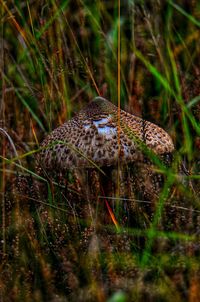 Close-up of mushroom on field