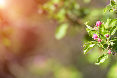 Close-up of pink flowering plant