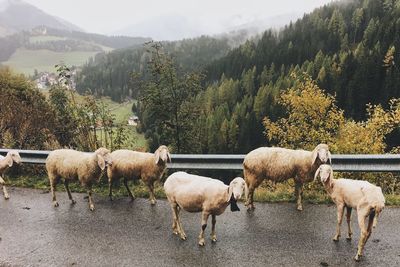 Sheeps on mountain road