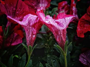 Close-up of wet red flowering plant during rainy season