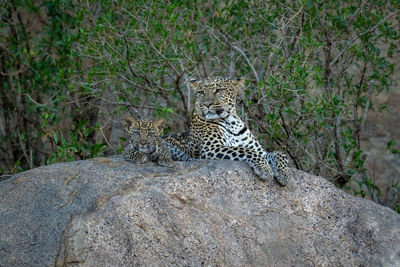 Leopard lies staring on rock with cub