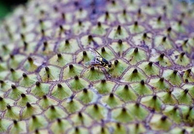 Close-up of fruit fly on plant