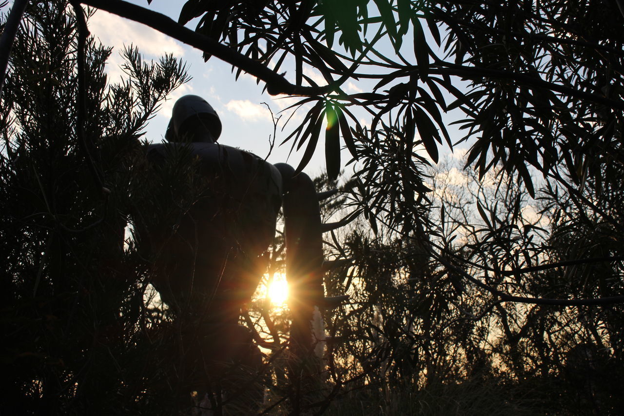 REAR VIEW OF MAN AT FOREST AGAINST SKY