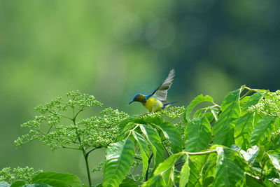 The brown-throated sunbird says hi