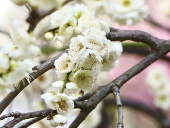 Close-up of white cherry blossom tree