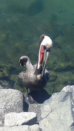 High angle view of swan swimming on lake