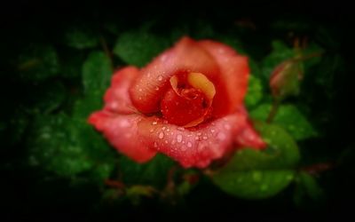 Close-up of wet red rose