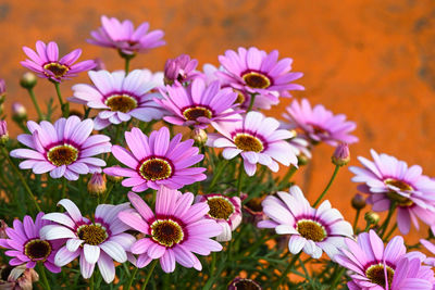 Close-up of pink flowering plants