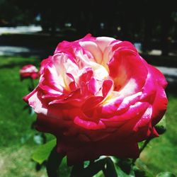 Close-up of pink rose