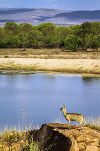 Side view of horse on lake